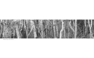 Wetland Forest, Travis Dickerson
 