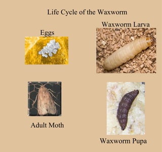 Waxworm Grade 1