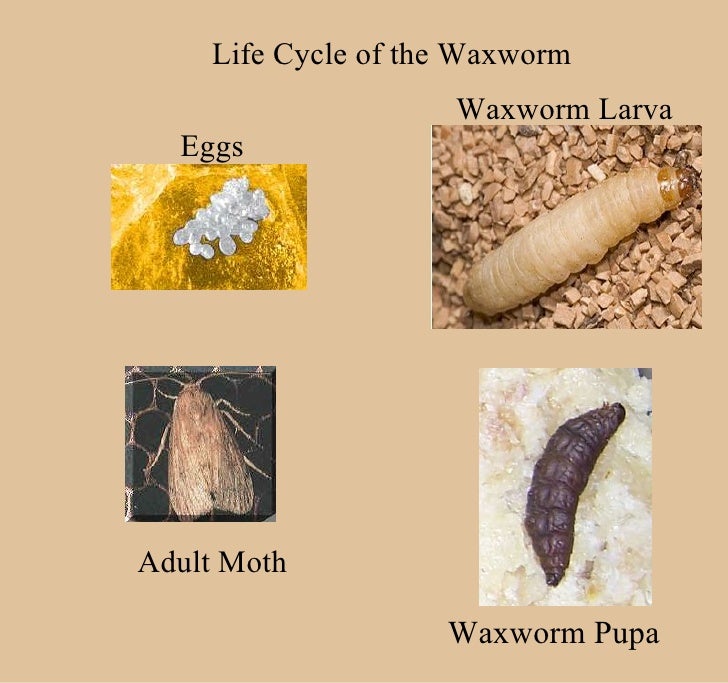 What is the life cycle of a worm?
