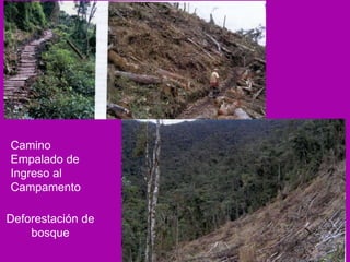 Camino Empalado de Ingreso al Campamento Deforestación de  bosque   