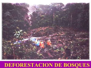 DEFORESTACION DE BOSQUES 