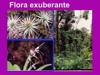 Flora exuberante   