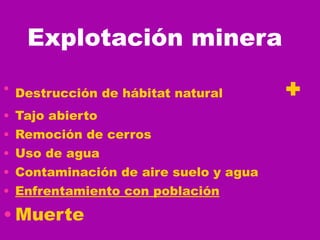 Explotación minera   Destrucción de hábitat natural  + Tajo abierto  Remoción de cerros Uso de agua  Contaminación de aire suelo y agua Enfrentamiento con población   Muerte  