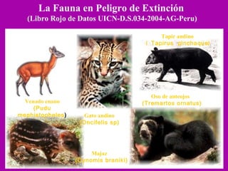 La Fauna en Peligro de Extinción   (Libro Rojo de Datos UICN-D.S.034-2004-AG-Peru)  Oso de anteojos   (Tremartos ornatus) Tapir andino   (  Tapirus  pinchaque ) Majaz  (Dynomis braniki) Venado enano (Pudu mephistopheles ) Gato andino (Oncifelis sp) 
