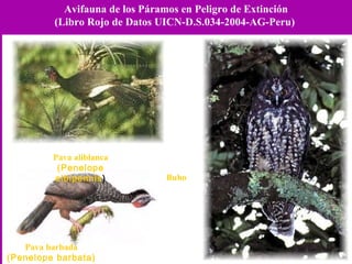 Buho  Avifauna de los Páramos en Peligro de Extinción (Libro Rojo de Datos UICN-D.S.034-2004-AG-Peru)  Pava aliblanca (Penelope albipennis ) Pava barbada (Penelope barbata) 