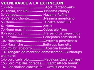 VULNERABLE A LA EXTINCION  1.-Paca ………………………… .Agoti taczanowakii  2.-Tanka, taruka ……………  Mazama chunyy  3.-Venado ……………………  Mazama Rufina  4.-Venado chonto ………… …Mazama americano  5.-Mono ……………………… ..Aloatta seniculus  6.-Mono ………………………  Aotus  7.-Mono machin …………… .Cebus albifrons  8.-Yagurundy ………………… Herpailurus yagurundy  9.-Zorrino ……………………  Conepatus semistriatus  10.-Musara ñ a ……………….. Crytothis peruviensis  11.-Macanche  ……………… Bothrops barnetty  12.-Colibri abejorro …………. Acestria bombus  13.-Tangara de monta ñ a enmascarada … Buthraups wetmorei 14.-Loro carirrojo …………… Hapalopsittaca pyrrops  15.-Loro mejillas doradas ……L eptosittaca branikii  16.-Chachalaca cabecirufa---Ortalis erytroptera 