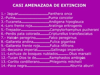 CASI AMENAZADA DE EXTINCION  1.- Jaguar ……………………… Panthera onca  2.-Puma ………………………… Puma concolor  3.-Tucaneta ……………………. Andigena hipoglauca  4.-Loro frente roja …………… Aratinga eritrogenis  5.-Trepador …………………….. Campylorhamphus pucherani  6.-Perdis pata colorada …….. Cripturellus transfasciatus  7.- Halc ó n peregrino ………… Falco peregirnus  8.-Gallareta andina …………… Fulica gigantea  9.-Gallareta frente roja ……… Fulica rififrons  10.-Becasina imperial ………… Gallinago imperialis  11.-Lechuza de bosques nublados ……… .Otus marsalii  12.-Tucan Dios te de ………… Ramphastos ambig ú s  13.-Corlito cordillerano ……… Phlegomis mitchelii  14.-Pava negra ………………………………… Aburria aburri 