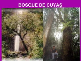 BOSQUE DE CUYAS  
