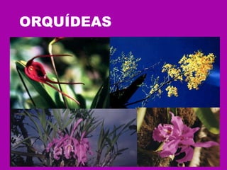 ORQUÍDEAS  