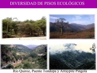 DIVERSIDAD DE PISOS ECOLÓGICOS  Río Quiroz, Puente Tondopa y Arraypite Pingola  