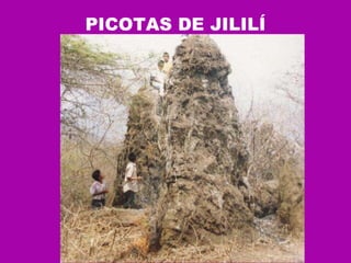PICOTAS DE JILILÍ 