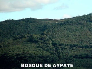 BOSQUE DE AYPATE  