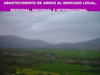 ABASTECIMENTO DE ARROZ AL MERCADO LOCAL, REGIONAL, NACIONAL E INTERNACIONAL   