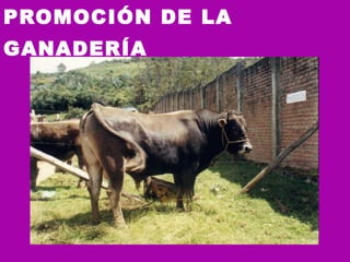 PROMOCIÓN DE LA GANADERÍA   