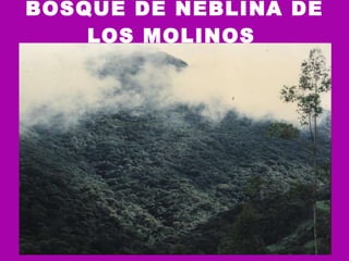 BOSQUE DE NEBLINA DE LOS MOLINOS   
