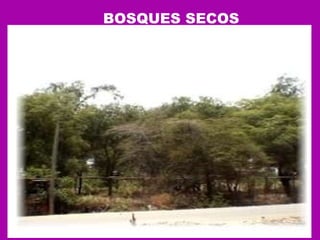 BOSQUES SECOS  