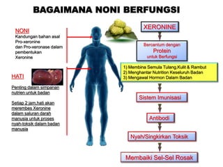 NONI
Kandungan bahan asal
Pro-xeronine
dan Pro-xeronase dalam
pembentukan
Xeronine
HATI
Penting dalam simpanan
nutrien untuk badan
Setiap 2 jam,hati akan
merembes Xeronine
dalam saluran darah
manusia untuk proses
nyah-toksik dalam badan
manusia
Bercantum dengan
Protein
untuk Berfungsi
Sistem Imunisasi
Antibodi
Membaiki Sel-Sel Rosak
XERONINE
1) Membina Semula Tulang,Kulit & Rambut
2) Menghantar Nutrition Keseluruh Badan
3) Mengawal Hormon Dalam Badan
Nyah/Singkirkan Toksik
BAGAIMANA NONI BERFUNGSI
 
