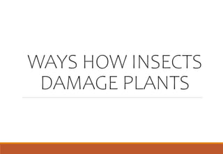 WAYS HOW INSECTS
DAMAGE PLANTS
 