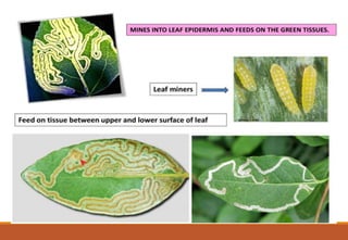 WAYS HOW INSECTS DAMAGE PLANTS.pptx