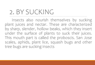 2. BY SUCKING
Insects also nourish themselves by sucking
plant juices and nectar. These are characterized
by sharp, slender, hollow beaks, which they insert
under the surface of plants to suck their juices.
This mouth part is called the proboscis. San Jose
scales, aphids, plant lice, squash bugs and other
tree bugs are sucking insects
 