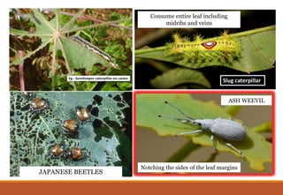 WAYS HOW INSECTS DAMAGE PLANTS.pptx