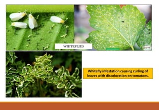 WAYS HOW INSECTS DAMAGE PLANTS.pptx