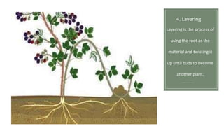Planting Methods Layering WAYS OF PLANTING ORNAMENTAL-WPS Office.pptx