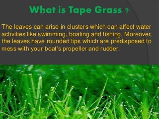 Ways to clean tape grasses effectively