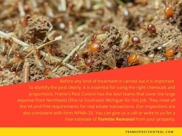termites