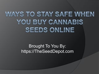 Ways to Stay Safe When You Buy Cannabis Seeds Online Brought To You By: https://TheSeedDepot.com 
