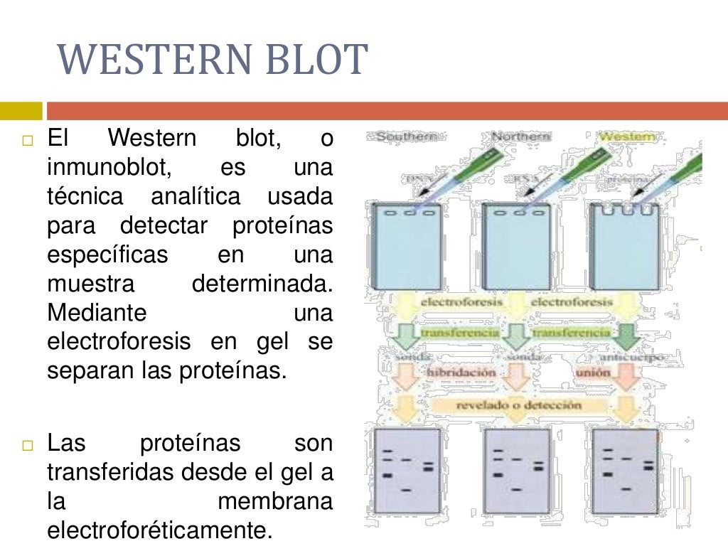 FUNDAMENTO Y PROCEDIMIENTO DE LAS PRUEBAS