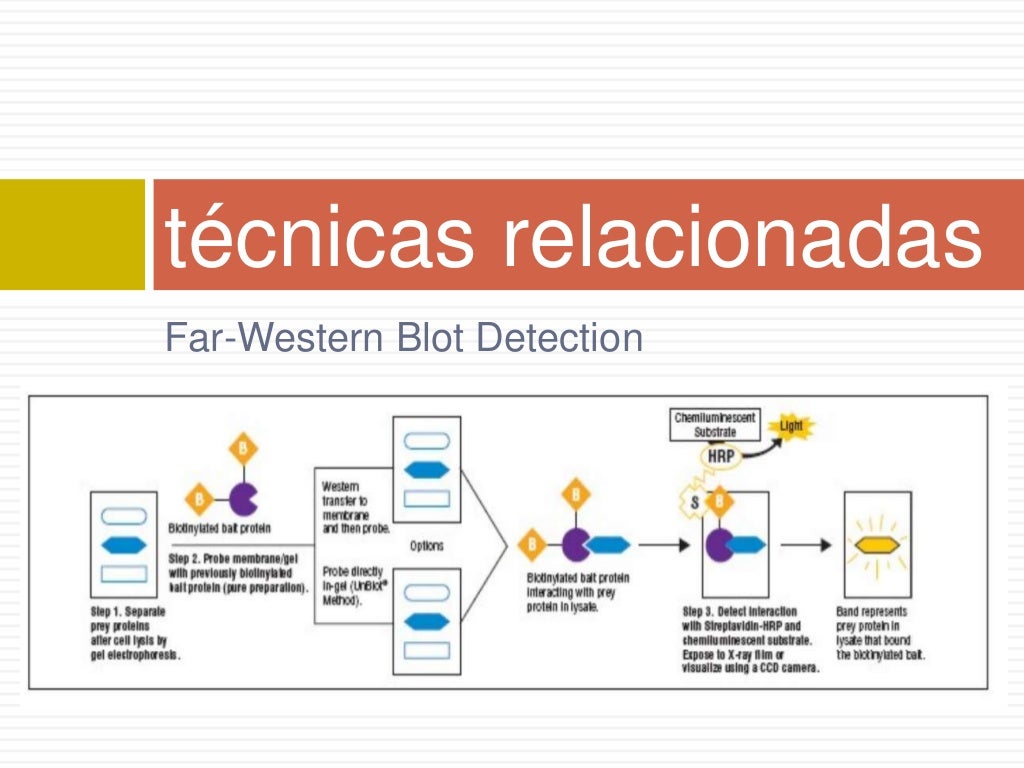 FUNDAMENTO Y PROCEDIMIENTO DE LAS PRUEBAS DE WESTERN BLOT FUNDAMENTO Y PROCEDIMIENTO DE LAS PRUEBAS DE WESTERN BLOT
