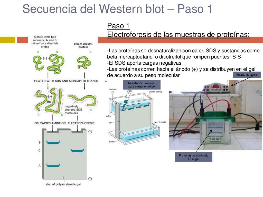 FUNDAMENTO Y PROCEDIMIENTO DE LAS PRUEBAS DE WESTERN BLOT FUNDAMENTO Y PROCEDIMIENTO DE LAS PRUEBAS DE WESTERN BLOT