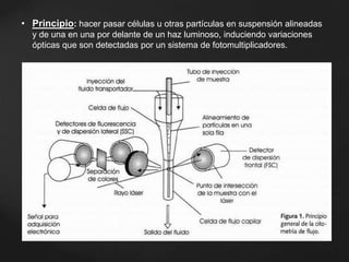 • Principio: hacer pasar células u otras partículas en suspensión alineadas
y de una en una por delante de un haz luminoso, induciendo variaciones
ópticas que son detectadas por un sistema de fotomultiplicadores.
 