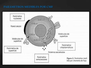 PARÁMETROS MEDIBLES POR CMF
 