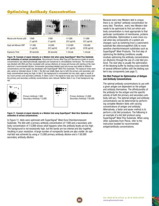21
Tel: 800-874-3723 or 815-968-0747
www.piercenet.com
Optimizing Antibody Concentration
Figure 10. Example of signal intensity on a Western blot when using SuperSignal® West Pico Substrate
and antibodies at various concentrations. Recombinant Human Wild-Type p53 Baculovirus lysate at various
concentrations was electrophoretically separated and transferred to nitrocellulose membrane. The membrane
was blocked with BSA and then incubated with various dilutions of mouse anti-human p53 starting at the man-
ufacturer’s recommended dilution. Horseradish peroxidase-labeled goat anti-mouse was added at different
concentrations and the signal was developed with SuperSignal® West Pico Substrate. The exposure times were
also varied as indicated above. In blot 1, the blot was totally black due to both the primary and secondary anti-
body concentrations being too high. In blot 2, the background is inconsistent but very dark, again a result of
too much primary and secondary antibody. In blots 3 and 4, the signal-to-noise was much better because both
the primary and secondary antibody concentrations were reduced. Neither blots 3 nor 4 had background sig-
nal.
Figure 11. Example of signal intensity on a Western blot using SuperSignal® West Dura Substrate and
antibodies at various concentrations.
In Figure 11, blots were optimized with SuperSignal
®
West Dura Chemiluminescent
Substrate. The blot with a primary antibody concentration of 1:500 and a secondary anti-
body concentration of 1:5,000 shows what happens when the antibody levels are too high.
The background is not excessively high, but the bands are too intense and blur together,
resulting in poor resolution. A large number of nonspecific bands are also visible. An opti-
mal blot was achieved by using a 1:5,000 primary antibody dilution and a 1:50,000
secondary antibody dilution.
Because every new Western blot is unique,
there is no "perfect" antibody concentration for
every blot. Therefore, every new Western blot
needs to be optimized to find out which anti-
body concentration is most appropriate to that
particular combination of membranes, proteins
and antibodies. Optimization is even more cru-
cial when key components of a system are
changed, such as switching from a colorimetric
substrate like chlororonaphthol (CN) to more
sensitive chemiluminescent substrates such as
SuperSignal®
West Products. The first step of
optimizing the blotting conditions usually
involves optimizing the antibody concentrations
(or dilutions) through the use of a dot blot pro-
tocol. The next step is usually the optimization
of the blocking buffer by testing cross-reactivity
of several different buffers with the blotting sys-
tem’s key components (see page 7).
Dot Blot Protocol for Optimization of Antigen
and Antibody Concentrations
The optimal antibody concentrations to use with
a given antigen are dependent on the antigen
and antibody themselves. The affinity/avidity of
the antibody for the antigen and the specific
activity of both the primary and secondary anti-
body will vary. The optimal antigen and antibody
concentrations can be determined by perform-
ing complete Western blots with varying
concentrations of antigen and antibody.
Alternatively, a faster and easier method is to
perform a dot blot procedure. The following is
an example of a dot blot protocol using
SuperSignal® West Pico Substrate. When using
other substrates from Pierce, refer to the
instruction booklet for recommended
antigen/antibody concentrations.
Mouse anti-Human p53 1/500 1/500 1/1,000 1/1,000
(1 µg/ml) (1 µg/ml) (0.5 µg/ml) (0.5 µg/ml)
Goat anti-Mouse HRP 1/1,000 1/5,000 1/10,000 1/20,000
(1 µg/ml) (0.2 µg/ml) (0.1 µg/ml) (0.05 µg/ml)
Exposure Time 30 seconds 30 seconds 1 minute 1 minute
Primary Antibody 1:500
Secondary Antibody 1:5,000
Primary Antibody 1:5,000
Secondary Antibody 1:50,000
1. 2. 3. 4.
 