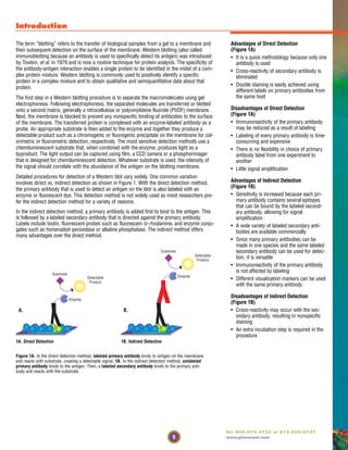 Introduction
1
Tel: 800-874-3723 or 815-968-0747
www.piercenet.com
The term “blotting” refers to the transfer of biological samples from a gel to a membrane and
their subsequent detection on the surface of the membrane. Western blotting (also called
immunoblotting because an antibody is used to specifically detect its antigen) was introduced
by Towbin, et al. in 1979 and is now a routine technique for protein analysis. The specificity of
the antibody-antigen interaction enables a single protein to be identified in the midst of a com-
plex protein mixture. Western blotting is commonly used to positively identify a specific
protein in a complex mixture and to obtain qualitative and semiquantitative data about that
protein.
The first step in a Western blotting procedure is to separate the macromolecules using gel
electrophoresis. Following electrophoresis, the separated molecules are transferred or blotted
onto a second matrix, generally a nitrocellulose or polyvinylidene fluoride (PVDF) membrane.
Next, the membrane is blocked to prevent any nonspecific binding of antibodies to the surface
of the membrane. The transferred protein is complexed with an enzyme-labeled antibody as a
probe. An appropriate substrate is then added to the enzyme and together they produce a
detectable product such as a chromogenic or fluorogenic precipitate on the membrane for col-
orimetric or fluorometric detection, respectively. The most sensitive detection methods use a
chemiluminescent substrate that, when combined with the enzyme, produces light as a
byproduct. The light output can be captured using film, a CCD camera or a phosphorimager
that is designed for chemiluminescent detection. Whatever substrate is used, the intensity of
the signal should correlate with the abundance of the antigen on the blotting membrane.
Detailed procedures for detection of a Western blot vary widely. One common variation
involves direct vs. indirect detection as shown in Figure 1. With the direct detection method,
the primary antibody that is used to detect an antigen on the blot is also labeled with an
enzyme or fluorescent dye. This detection method is not widely used as most researchers pre-
fer the indirect detection method for a variety of reasons.
In the indirect detection method, a primary antibody is added first to bind to the antigen. This
is followed by a labeled secondary antibody that is directed against the primary antibody.
Labels include biotin, fluorescent probes such as fluorescein or rhodamine, and enzyme conju-
gates such as horseradish peroxidase or alkaline phosphatase. The indirect method offers
many advantages over the direct method.
Substrate
Detectable
Product
Substrate
A. B.
Detectable
Product
Enzyme
Enzyme
Figure 1A. In the direct detection method, labeled primary antibody binds to antigen on the membrane
and reacts with substrate, creating a detectable signal. 1B. In the indirect detection method, unlabeled
primary antibody binds to the antigen. Then, a labeled secondary antibody binds to the primary anti-
body and reacts with the substrate.
Advantages of Direct Detection
(Figure 1A)
• It is a quick methodology because only one
antibody is used
• Cross-reactivity of secondary antibody is
eliminated
• Double staining is easily achieved using
different labels on primary antibodies from
the same host
Disadvantages of Direct Detection
(Figure 1A)
• Immunoreactivity of the primary antibody
may be reduced as a result of labeling
• Labeling of every primary antibody is time-
consuming and expensive
• There is no flexibility in choice of primary
antibody label from one experiment to
another
• Little signal amplification
Advantages of Indirect Detection
(Figure 1B)
• Sensitivity is increased because each pri-
mary antibody contains several epitopes
that can be bound by the labeled second-
ary antibody, allowing for signal
amplification
• A wide variety of labeled secondary anti-
bodies are available commercially
• Since many primary antibodies can be
made in one species and the same labeled
secondary antibody can be used for detec-
tion, it is versatile
• Immunoreactivity of the primary antibody
is not affected by labeling
• Different visualization markers can be used
with the same primary antibody
Disadvantages of Indirect Detection
(Figure 1B)
• Cross-reactivity may occur with the sec-
ondary antibody, resulting in nonspecific
staining
• An extra incubation step is required in the
procedure
1A. Direct Detection 1B. Indirect Detection
 