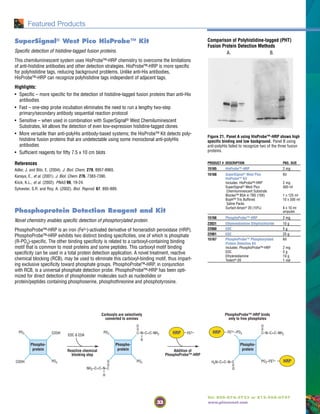 33
Tel: 800-874-3723 or 815-968-0747
www.piercenet.com
SuperSignal® West Pico HisProbe™ Kit
Specific detection of histidine-tagged fusion proteins.
This chemiluminescent system uses HisProbe™-HRP chemistry to overcome the limitations
of anti-histidine antibodies and other detection strategies. HisProbe™-HRP is more specific
for polyhistidine tags, reducing background problems. Unlike anti-His antibodies,
HisProbe™-HRP can recognize polyhistidine tags independent of adjacent tags.
Highlights:
• Specific – more specific for the detection of histidine-tagged fusion proteins than anti-His
antibodies
• Fast – one-step probe incubation eliminates the need to run a lengthy two-step
primary/secondary antibody sequential reaction protocol
• Sensitive – when used in combination with SuperSignal® West Chemiluminescent
Substrates, kit allows the detection of even low-expression histidine-tagged clones
• More versatile than anti-polyHis antibody-based systems; the HisProbe™ Kit detects poly-
histidine fusion proteins that are undetectable using some monoclonal anti-polyHis
antibodies
• Sufficient reagents for fifty 7.5 x 10 cm blots
References
Adler, J. and Bibi, E. (2004). J. Biol. Chem. 279, 8957-8965.
Kanaya, E., et al. (2001). J. Biol. Chem. 276, 7383-7390.
Kiick, K.L., et al. (2002). PNAS 99, 19-24.
Sylvester, S.R. and Roy, A. (2002). Biol. Reprod. 67, 895-899.
Phosphoprotein Detection Reagent and Kit
Novel chemistry enables specific detection of phosphorylated protein.
PhosphoProbe™-HRP is an iron (Fe3+)-activated derivative of horseradish peroxidase (HRP).
PhosphoProbe™-HRP exhibits two distinct binding specificities, one of which is phosphate
(R-PO3)-specific. The other binding specificity is related to a carboxyl-containing binding
motif that is common to most proteins and some peptides. This carboxyl motif binding
specificity can be used in a total protein detection application. A novel treatment, reactive
chemical blocking (RCB), may be used to eliminate this carboxyl-binding motif, thus impart-
ing exclusive specificity toward phosphate groups. PhosphoProbe™-HRP, in conjunction
with RCB, is a universal phosphate detection probe. PhosphoProbe™-HRP has been opti-
mized for direct detection of phosphoester molecules such as nucleotides or
protein/peptides containing phosphoserine, phosphothreonine and phosphotyrosine.
Featured Products
PO3
Phospho-
protein
EDC & EDA
Reactive chemical
blocking step
Carboxyls are selectively
converted to amines
PhosphoProbe™-HRP binds
only to free phosphates
PO3COOH
COOH PO3
Phospho-
protein
C–N–C=C–NH2
PO3O
NH2–C=C–N–C
FE3+–PO3FE3+
Phospho-
protein
C–N–C=C–NH2
PO3–FE3+
H2N–C=C–N–C
O O
O
H
H
Addition of
PhosphoProbe™-HRP
HRP HRP
HRP
Comparison of Polyhistidine-tagged (PHT)
Fusion Protein Detection Methods
A. B.
Figure 21. Panel A using HisProbe™-HRP shows high
specific binding and low background. Panel B using
anti-polyHis failed to recognize two of the three fusion
proteins.
PRODUCT # DESCRIPTION PKG. SIZE
15165 HisProbe™-HRP 2 mg
15168 SuperSignal® West Pico Kit
HisProbe™ Kit
Includes: HisProbe™-HRP 2 mg
SuperSignal® West Pico 500 ml
Chemiluminescent Substrate
Blocker™ BSA in TBS (10X) 1 x 125 ml
BupH™ Tris Buffered 10 x 500 ml
Saline Packs
Surfact-Amps® 20 (10%) 6 x 10 ml
ampules
15166 PhosphoProbe™-HRP 2 mg
23031 Ethylenediamine Dihydrochloride 10 g
22980 EDC 5 g
22981 EDC 25 g
15167 PhosphoProbe™ Phosphorylated Kit
Protein Detection Kit
Includes: PhosphoProbe™-HRP 2 mg
EDC 5 g
Ethylenediamine 10 g
Tween®-20 1 vial
 