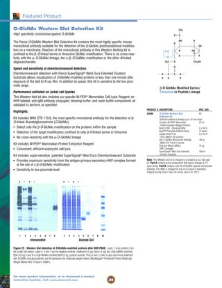 34
For more product information, or to download a product
instruction booklet, visit www.piercenet.com.
O-GlcNAc Western Blot Detection Kit
High specificity monoclonal against O-GlcNAc
The Pierce O-GlcNAc Western Blot Detection Kit contains the most highly specific mouse
monoclonal antibody available for the detection of the O-GlcNAc posttranslational modifica-
tion on a membrane. Reaction of the monoclonal antibody in this Western blotting kit is
confined to the β-O-linked serine or threonine GlcNAc modification. There is no cross-reac-
tivity with the α-O-GlcNAc linkage, the α/β-O-GalNAc modification or the other N-linked
oligosaccharides.
Speed and sensitivity of chemiluminescent detection
Chemiluminescent detection with Pierce SuperSignal® West Dura Extended Duration
Substrate allows visualization of O-GlcNAc-modified proteins in less than one minute after
exposure of the blot to X-ray film. In addition to speed, this kit is sensitive to the low pico-
mole range.
Performance validated on Jurkat cell lysates
This Western blot kit also includes our popular M-PER® Mammalian Cell Lysis Reagent; an
HRP-labeled, anti-IgM antibody conjugate; blocking buffer; and wash buffer components all
validated to perform as specified.
Highlights:
Kit includes MAb CTD 110.6, the most specific monoclonal antibody for the detection of β-
O-linked N-acetylglucosamine (O-GlcNAc)
• Detect only the β-O-GlcNAc modification on the proteins within the sample
• Detection of the target modification confined to only β-O-linked serine or threonine
• No cross-reactivity with the α-O-GlcNAc linkage
Kit includes M-PER® Mammalian Protein Extraction Reagent
• Convenient, efficient eukaryotic cell lysis
Kit includes super-sensitive, patented SuperSignal® West Dura Chemiluminescent Substrate
• Provides maximum sensitivity from the antigen-primary-secondary-HRP complex formed
at the site of a β-O-GlcNAc modification
• Sensitivity to low picomole level
Figure 22. Western blot detection of O-GlcNAc-modified proteins after SDS-PAGE. Lanes 1-4 are proteins from
the Jurkat cell extract. Lanes 5, 6 and 7 are the negative controls: ovalbumin (5 µg), fetuin (5 µg) and O-β-GalNAc-modified
BSA (10 ng). Lane 8 is O-β-GlcNAc-modified BSA (5 ng, positive control). The (+) and (-) refer to plus and minus treatment
with PUGNAc and glucosamine, and M represents the molecular weight marker (BlueRanger® Prestained Protein Molecular
Weight Marker Mix, Product # 26681).
O
N
O
H
OH
H
O
H
O
NH
HO
H
H
C
H3C
HC
CH3
CH2OHH2C
C C N
H H H
β-O-GlcNAc Modified Serine/
Threonine in Peptide Linkage
+ – + – + – + –
Featured Product
1 2 3 4 5 6 7 8 1 2 3 4 5 6 7 8 M
Immunoblot Stained Gel
PRODUCT # DESCRIPTION PKG. SIZE
24565 O-GlcNAc Western Blot Kit
Detection Kit
Sufficient material to develop up to 10 mini-blots
Includes: M-PER® Mammalian 25 ml
Protein Extraction Reagent Dilution
Buffer (10X) – Blocking Buffer 2 x 50 ml
BupH™ Phosphate Buffered Saline 17 packs
Surfact-Amps™ 20 3 x 10 ml
(10% Tween®-20 solution)
Anti O-GlcNAc Monoclonal Antibody 100 µl
(MAb CTD 110.6) in ascites
Goat anti-Mouse IgM(µ), 75 µg
HRP Conjugate
SuperSignal® West Dura Extended 100 ml
Duration Substrate
Note: This Western blot kit is shipped in a single box as a two-part
kit. Part A contains some components that require storage at 4˚C
upon arrival. Part B contains only the O-GlcNAc-specific monoclonal
antibody. This MAb is shipped on dry ice to ensure it maintains
integrity during transit. Upon its arrival, store it at -20˚C.
 