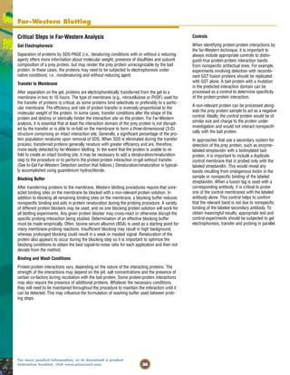36
For more product information, or to download a product
instruction booklet, visit www.piercenet.com.
Critical Steps in Far-Western Analysis
Gel Electrophoresis
Separation of proteins by SDS-PAGE (i.e., denaturing conditions with or without a reducing
agent) offers more information about molecular weight, presence of disulfides and subunit
composition of a prey protein, but may render the prey protein unrecognizable by the bait
protein. In these cases, the proteins may need to be subjected to electrophoresis under
native conditions; i.e., nondenaturing and without reducing agent.
Transfer to Membrane
After separation on the gel, proteins are electrophoretically transferred from the gel to a
membrane in two to 16 hours. The type of membrane (e.g., nitrocellulose or PVDF) used for
the transfer of proteins is critical, as some proteins bind selectively or preferably to a partic-
ular membrane. The efficiency and rate of protein transfer is inversely proportional to the
molecular weight of the protein. In some cases, transfer conditions alter the shape of the
protein and destroy or sterically hinder the interaction site on the protein. For Far-Western
analysis, it is essential that at least the interaction domain of the prey protein is not disrupt-
ed by the transfer or is able to re-fold on the membrane to form a three-dimensional (3-D)
structure comprising an intact interaction site. Generally, a significant percentage of the pro-
tein population renatures upon removal of SDS. When SDS is eliminated during the transfer
process, transferred proteins generally renature with greater efficiency and are, therefore,
more easily detected by far-Western blotting. In the event that the protein is unable to re-
fold to create an intact binding site, it may be necessary to add a denaturation/renaturation
step to the procedure or to perform the protein:protein interaction in-gel without transfer.
(See In-Gel Far-Western Detection section that follows.) Denaturation/renaturation is typical-
ly accomplished using guanidinium hydrochloride.
Blocking Buffer
After transferring proteins to the membrane, Western blotting procedures require that unre-
acted binding sites on the membrane be blocked with a non-relevant protein solution. In
addition to blocking all remaining binding sites on the membrane, a blocking buffer reduces
nonspecific binding and aids in protein renaturation during the probing procedure. A variety
of different protein blockers may be used, and no one blocking protein solution will work for
all blotting experiments. Any given protein blocker may cross-react or otherwise disrupt the
specific probing interaction being studied. Determination of an effective blocking buffer
must be made empirically. Often, bovine serum albumin (BSA) is used as a starting point for
many membrane-probing reactions. Insufficient blocking may result in high background,
whereas prolonged blocking could result in a weak or masked signal. Renaturation of the
protein also appears to occur during the blocking step so it is important to optimize the
blocking conditions to obtain the best signal-to-noise ratio for each application and then not
deviate from the method.
Binding and Wash Conditions
Protein:protein interactions vary, depending on the nature of the interacting proteins. The
strength of the interactions may depend on the pH, salt concentrations and the presence of
certain co-factors during incubation with the bait protein. Some protein:protein interactions
may also require the presence of additional proteins. Whatever the necessary conditions,
they will need to be maintained throughout the procedure to maintain the interaction until it
can be detected. This may influence the formulation of washing buffer used between prob-
ing steps.
Far-Western Blotting
Controls
When identifying protein:protein interactions by
the far-Western technique, it is important to
always include appropriate controls to distin-
guish true protein:protein interaction bands
from nonspecific artifactual ones. For example,
experiments involving detection with recombi-
nant GST fusion proteins should be replicated
with GST alone. A bait protein with a mutation
in the predicted interaction domain can be
processed as a control to determine specificity
of the protein:protein interaction.
A non-relevant protein can be processed along-
side the prey protein sample to act as a negative
control. Ideally, the control protein would be of
similar size and charge to the protein under
investigation and would not interact nonspecifi-
cally with the bait protein.
In approaches that use a secondary system for
detection of the prey protein, such as enzyme-
labeled streptavidin with a biotinylated bait
protein, it is important to include a duplicate
control membrane that is probed only with the
labeled streptavidin. This would reveal any
bands resulting from endogenous biotin in the
sample or nonspecific binding of the labeled
streptavidin. When a fusion tag is used with a
corresponding antibody, it is critical to probe
one of the control membranes with the labeled
antibody alone. This control helps to confirm
that the relevant band is not due to nonspecific
binding of the labeled secondary antibody. To
obtain meaningful results, appropriate test and
control experiments should be subjected to gel
electrophoresis, transfer and probing in parallel.
 