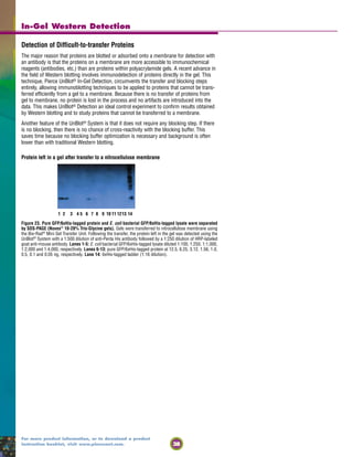 38
For more product information, or to download a product
instruction booklet, visit www.piercenet.com.
In-Gel Western Detection
Detection of Difficult-to-transfer Proteins
The major reason that proteins are blotted or adsorbed onto a membrane for detection with
an antibody is that the proteins on a membrane are more accessible to immunochemical
reagents (antibodies, etc.) than are proteins within polyacrylamide gels. A recent advance in
the field of Western blotting involves immunodetection of proteins directly in the gel. This
technique, Pierce UnBlot® In-Gel Detection, circumvents the transfer and blocking steps
entirely, allowing immunoblotting techniques to be applied to proteins that cannot be trans-
ferred efficiently from a gel to a membrane. Because there is no transfer of proteins from
gel to membrane, no protein is lost in the process and no artifacts are introduced into the
data. This makes UnBlot® Detection an ideal control experiment to confirm results obtained
by Western blotting and to study proteins that cannot be transferred to a membrane.
Another feature of the UnBlot® System is that it does not require any blocking step. If there
is no blocking, then there is no chance of cross-reactivity with the blocking buffer. This
saves time because no blocking buffer optimization is necessary and background is often
lower than with traditional Western blotting.
Protein left in a gel after transfer to a nitrocellulose membrane
Figure 23. Pure GFP/6xHis-tagged protein and E. coli bacterial GFP/6xHis-tagged lysate were separated
by SDS-PAGE (Novex®
10-20% Tris-Glycine gels). Gels were transferred to nitrocellulose membrane using
the Bio-Rad®
Mini Gel Transfer Unit. Following the transfer, the protein left in the gel was detected using the
UnBlot®
System with a 1:500 dilution of anti-Penta His antibody followed by a 1:250 dilution of HRP-labeled
goat anti-mouse antibody. Lanes 1-5: E. coli bacterial GFP/6xHis-tagged lysate diluted 1:100, 1:250, 1:1,000,
1:2,000 and 1:4,000, respectively. Lanes 6-13: pure GFP/6xHis-tagged protein at 12.5, 6.25, 3.12, 1.56, 1.0,
0.5, 0.1 and 0.05 ng, respectively. Lane 14: 6xHis-tagged ladder (1:16 dilution).
1 2 3 4 5 6 7 8 9 10 11 1213 14
 