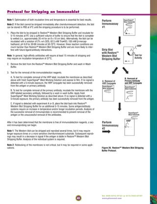 41
Tel: 800-874-3723 or 815-968-0747
www.piercenet.com
Protocol for Stripping an Immunoblot
Note 1: Optimization of both incubation time and temperature is essential for best results.
Note 2: If the blot cannot be stripped immediately after chemiluminescent detection, the blot
can be stored in PBS at 4°C until the stripping procedure is to be performed.
1. Place the blot to be stripped in Restore™ Western Blot Stripping Buffer and incubate for
5-15 minutes at RT. Use a sufficient volume of buffer to ensure that the blot is complete-
ly wetted (i.e., approximately 20 ml for an 8 x 10 cm blot). Alternatively, the blot can be
incubated with a solution of 2% w/v SDS, 62.5 mM Tris•HCl, 100 mM β-mercap-
toethanol, pH 6.8 for 30-90 minutes at 50-70°C. However, these reaction conditions are
much harsher than Restore™ Western Blot Stripping Buffer and are more likely to inter-
fere with future ligand:antibody interactions.
Note: In general, high-affinity antibodies will require at least 15 minutes of stripping and
may require an incubation temperature of 37°C.
2. Remove the blot from the Restore™ Western Blot Stripping Buffer and wash in Wash
Buffer.
3. Test for the removal of the immunodetection reagents.
A. To test for complete removal of the HRP label, incubate the membrane as described
above with fresh SuperSignal®
West Working Solution and expose to film. If no signal is
detected with a 5-minute exposure, the HRP conjugate has been successfully removed
from the antigen or primary antibody.
B. To test for complete removal of the primary antibody, incubate the membrane with the
HRP-labeled secondary antibody, followed by a wash in wash buffer. Apply fresh
SuperSignal®
West Working Solution as described above. If no signal is detected with a
5-minute exposure, the primary antibody has been successfully removed from the antigen.
C. If signal is detected with experiment A or B, place the blot back into Restore™
Western Blot Stripping Buffer for an additional 5-15 minutes. Some antigen/antibody
systems require an increase in temperature and/or longer incubation periods. Analysis of
the successful removal of immunoprobes is recommended to prevent removal of the
antigen or the unsuccessful removal of the antibodies.
After it has been determined that the membrane is free of immunodetection reagents, a sec-
ond immunoprobing can begin.
Note 1: The Western blot can be stripped and reprobed several times, but it may require
longer exposure times or a more sensitive chemiluminescent substrate. Subsequent reprob-
ings may result in a decrease in signal if the antigen is labile in Restore™ Western Blot
Stripping Buffer. Analysis of the individual system is required.
Note 2: Reblocking of the membrane is not critical, but it may be required in some appli-
cations. Figure 26. Restore™ Western Blot Stripping
Buffer Protocol.
 