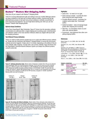 42
For more product information, or to download a product
instruction booklet, visit www.piercenet.com.
Restore™ Western Blot Stripping Buffer
Strip time off your research with Restore™ Stripping Buffer.
Tired of re-running electrophoresis gels and waiting to see your results? Although optimiz-
ing assay conditions is the best way to achieve optimum results, re-performing the gel
electrophoresis process to test each new primary antibody or antibody concentration is
time-consuming and expensive. You can forget about starting over when you use new
Restore™ Western Blot Stripping Buffer!
Optimize Assay Conditions
Using Pierce SuperSignal® West Substrates, Figure 27 shows how the secondary antibody
concentrations are optimized after a single stripping and re-probing cycle. A chemilumines-
cent detection system is the most sensitive method to detect any reagent still bound after
the stripping procedure.
Test Different Primary Antibodies
There’s no need to waste precious sample and re-run a gel to test different primary antibod-
ies. Simply strip the membrane with Restore™ Stripping Buffer to remove the first primary
antibody and set of reagents. It takes only 5-15 minutes, depending on the affinity of the pri-
mary antibody. After stripping, re-probe with a new primary antibody. Figure 28 shows how
the SuperSignal® Chemiluminescent Detection System can analyze two different proteins
using the same blot.
Featured Product
A B C
Figure 28. Re-probing with different antibodies. Western blots of HeLa cell lysate protein (diluted from
750-83.3 ng) were detected with SuperSignal® West Dura Chemiluminescent Substrate. The first blot used
polyclonal rabbit anti-JAK-1 primary antibody (BD PharMingen) at 1:2,000 dilution with an HRP-secondary
conjugate diluted at 1:350,000. The same blot was stripped for 5 minutes at room temperature in Restore™
Western Blot Stripping Buffer and then re-probed with purified mouse anti-human Bak monoclonal primary
antibody at 1:1,000 with the HRP-secondary conjugate at 1:100,000. Five-percent nonfat milk with
0.05%Tween®-20 was used for blocking.
Figure 27. Antibody optimization study. Western blots of Interleukin-2 (diluted 20-0.156 ng) were detected
using SuperSignal® West Pico Chemiluminescent Substrate. The first blot (A) used the primary antibody
diluted to 1/1,000 (0.5 µg/ml) of Rat anti-Mouse IL-2 (BD PharMingen) and the horseradish peroxidase
(HRP)-labeled Goat anti-Rat secondary antibody (Product # 31470) diluted 1/5,000. The same blot was
stripped with Restore™ Western Blot Stripping Buffer (B) for 5 minutes at room temperature and re-probed
(C) with the primary antibody at 1/5,000 and the HRP-secondary conjugate at 1:20,000. SuperBlock®
Blocking Buffer was used for blocking.
Highlights:
• Saves time – no need to re-run gels
• Saves precious sample – re-probe the mem-
brane using the same target sample
• Provides efficient removal – proprietary for-
mulation works better than “homemade”
buffers
• Gentle formulation – does not damage target
protein after stripping and re-probing
• Odor-free – no mercaptans means no acrid
odors with reducing agents
• Economical – less-expensive than other com-
peting stripping buffers
References
Baolin Zhang, B., et al. (2003). Mol. Cell. Biol. 23,
5716-5725.
Kaufmann, S.H., et al. (1987). Anal. Biochem. 161,
89-95.
Kaufmann, S.H. and Kellner, U. (1998). Erasure of
Western blots after autoradiographic or chemilumines-
cent detection. In Immunochemical Protocols. Ed.
Pound, J.D. Humana Press, Totowa, NJ, 223-235.
Lanying Wen, L., et al. (2003). Genetics. 165, 771-779.
Schrager, J.A., et al. (2002). J. Biol. Chem. 277,
6137-6142.
Skurk, C., et al. (2004). J. Biol. Chem. 279, 1513-1525.
PRODUCT # DESCRIPTION PKG. SIZE
21059 Restore™ Western Blot 500 ml
Stripping Buffer
Sufficient for stripping 25
(8 cm x 10 cm) blots.
21062 Restore™ Western Blot 30 ml
Stripping Buffer
Sufficient for stripping
1 (8 cm x 10 cm) blot.
 