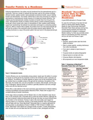 4
For more product information, or to download a product
instruction booklet, visit www.piercenet.com.
Following electrophoresis, the protein must be transferred from the electrophoresis gel to a
membrane. There are a variety of methods that have been used for this process including
diffusion transfer, capillary transfer, heat-accelerated convectional transfer, vacuum blotting
transfer and electroelution. The transfer method that is used most commonly for proteins is
electroelution or electrophoretic transfer because of its speed and transfer efficiency. This
method uses the electrophoretic mobility of proteins to transfer them from the gel to the
matrix. Electrophoretic transfer of proteins involves placing a protein-containing polyacry-
lamide gel in direct contact with a piece of nitrocellulose or other suitable protein-binding
support and "sandwiching" this between two electrodes submerged in a conducting solution
(Figure 2). When an electric field is applied, the proteins move out of the polyacrylamide gel
and onto the surface of the membrane where the proteins become tightly attached. The
resulting membrane is a copy of the protein pattern that was found in the polyacrylamide gel.
Figure 2. Electrophoretic transfer.
Transfer efficiency can vary dramatically among proteins, based upon the ability of a protein
to migrate out of the gel and its propensity to bind to the membrane under a particular set
of conditions. The efficiency of transfer depends on factors such as the composition of the
gel, whether there is complete contact of the gel with the membrane, the position of the
electrodes, the transfer time, size and composition of proteins, field strength, and the pres-
ence of detergents. Optimal transfer of proteins is generally obtained in low-ionic strength
buffers and with low electrical current.
Pierce offers a wide selection of the most commonly used membranes for Western blotting
including nitrocellulose and polyvinylidene difluoride (PVDF). Please refer to page 6 for a
complete offering of transfer membranes.
At this stage, before proceeding with the Western blot, it is often desirable to stain all pro-
teins on the membrane with a reversible stain to check the transfer efficiency. Although the
gel may be stained to determine that protein left the gel, this does not ensure efficient bind-
ing of protein on the membrane. Ponceau S stain is the most widely used reagent for
staining proteins on a membrane. However, it has limited sensitivity, does not photograph
well and fades with time. Pierce MemCode™ Reversible Stain is a superior alternative for
staining protein on nitrocellulose (Product # 24580) or PVDF (Product # 24585) mem-
branes. MemCode™ Stain detects low nanogram levels of protein, is easily photographed,
does not fade with time and takes less than 30 minutes to stain, photograph and erase.
Gel/Membrane/Filter
Sandwich
Buffer Tank
Direction of
Transfer
anode (+)
cathode (-)
Electrodes
Gel
Transfer Membrane
Filter Paper
Pads
Support Grid
Electrophoretic Transfer
Transfer Protein to a Membrane Featured Product
MemCode™ Reversible
Protein Stain for Nitro-
cellulose and PVDF
Membranes
A great NEW alternative to Ponceau S stain.
For years the red Ponceau S has been the best
option for staining before Western blotting,
despite its major shortcomings. MemCode™
Reversible Protein Stains decrease staining time,
increase staining sensitivity and enhance the
immunoreactivity of antigens in subsequent
Western blotting. Try these new reversible protein
stains for nitrocellulose and PVDF membranes
and you will never use Ponceau S again.
Highlights:
• Sensitive, general protein stain that binds
tightly to proteins
• Stain is protein-specific, avoiding interference
from other biomolecules
• From stain to destain to band erasure in
minutes
• Turquoise bands are easily photographed
• Stained bands do not fade with time
• Enhances Western blot detection
• All components are room temperature-stable
Table 1. Comparison of MemCode™
Reversible Protein Stain with Ponceau S
Ponceau S MemCode™ Reversible
Reversible Stain Protein Stain
• Weak-binding, low- • Tight-binding, higher
sensitivity general sensitivity general
protein stain protein stain
• Detection limit: 250 ng • Detection limit:
25-50 ng
• Red bands are • Turquoise blue bands
difficult to photograph are photographed
easily
• Stained protein bands • Turquoise bands do
fade within hours not fade over time,
but they can be
reversed
• Typical staining time: • Typical staining time:
5 minutes 60 seconds
• Background eliminated
quickly with low
pH wash
 