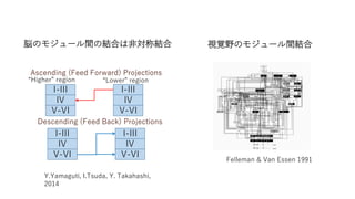 脳のモジュール間の結合は非対称結合
Felleman & Van Essen 1991
I-III
IV
V-VI
I-III
IV
V-VI
Ascending (Feed Forward) Projections
I-III
IV
V-VI
I-III
IV
V-VI
Descending (Feed Back) Projections
“Higher” region “Lower” region
視覚野のモジュール間結合
Y.Yamaguti, I.Tsuda, Y. Takahashi,
2014
 