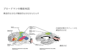 ブロードマンの機能地図:
構造的な分化が機能的な分化をもたらす
大脳新皮質のモジュール化
構造的な分化
機能分化
 