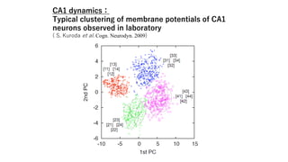 CA1 dynamics：
Typical clustering of membrane potentials of CA1
neurons observed in laboratory
( S. Kuroda et al. Cogn. Neurodyn. 2009)
 