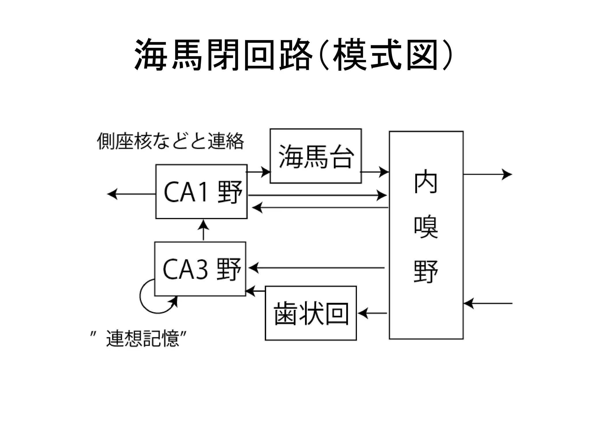 海馬閉回路（模式図）
 