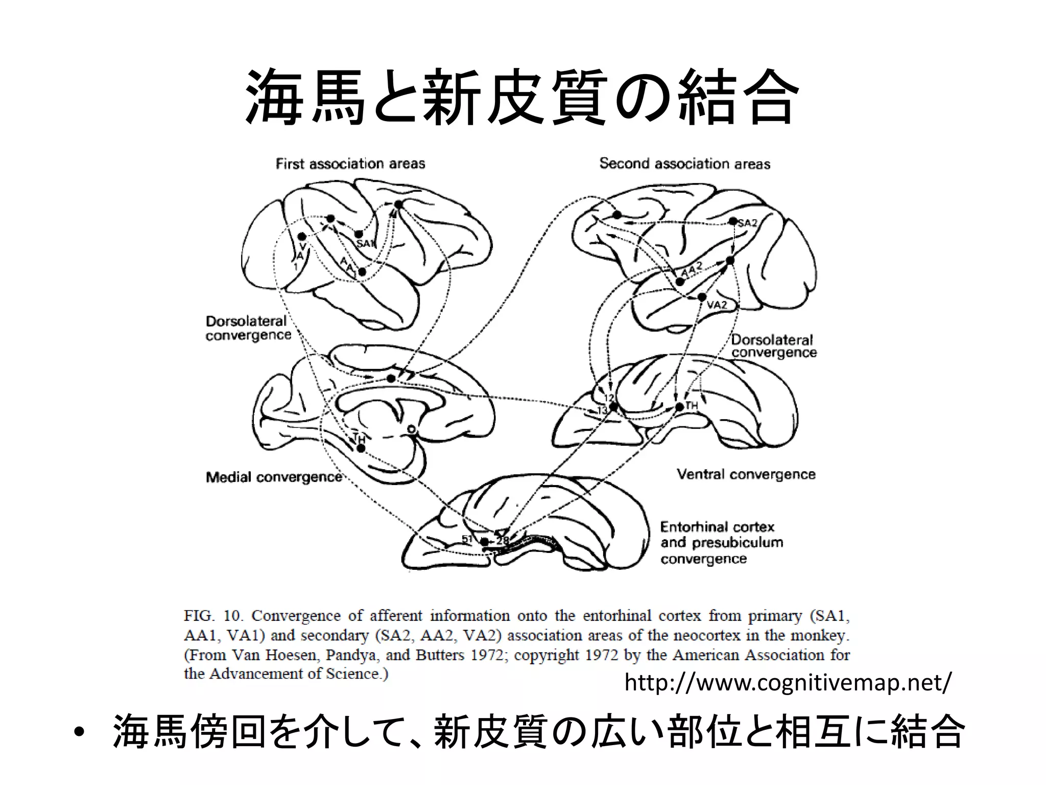 海馬と新皮質の結合
• 海馬傍回を介して、新皮質の広い部位と相互に結合
http://www.cognitivemap.net/
 