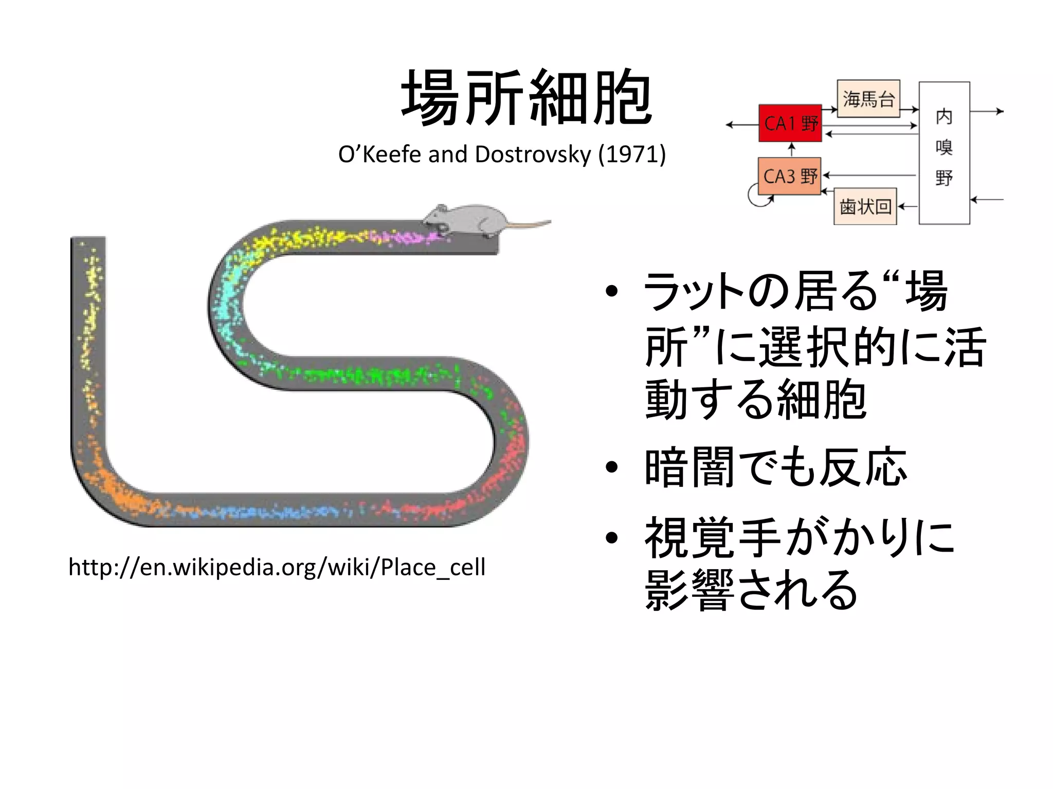 場所細胞
• ラットの居る“場
所”に選択的に活
動する細胞
• 暗闇でも反応
• 視覚手がかりに
影響される
http://en.wikipedia.org/wiki/Place_cell
O’Keefe and Dostrovsky (1971)
 